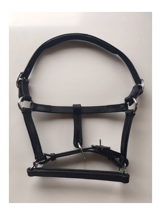 Licol Cuir Mini Shet Foal Poulain