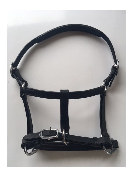 Licol Cuir Mini Shet Foal Poulain
