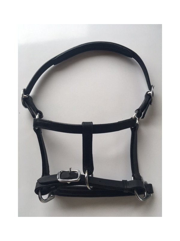 Licol Cuir Mini Shet Foal Poulain