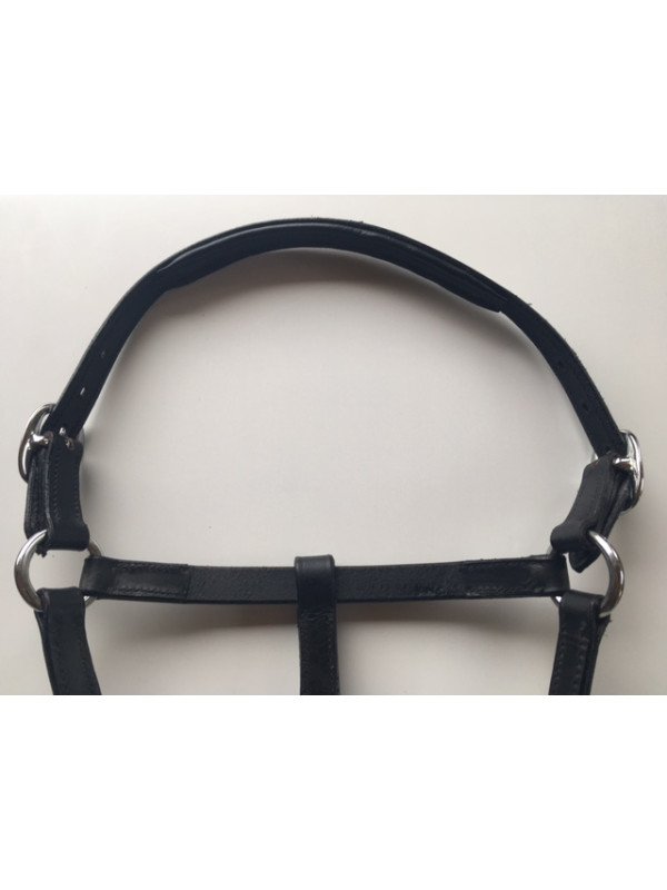 Licol Cuir Mini Shet Foal Poulain