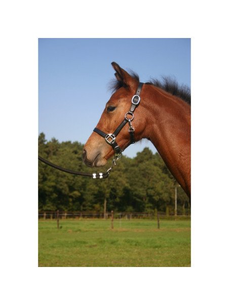 Licol Cuir Poulain Horka