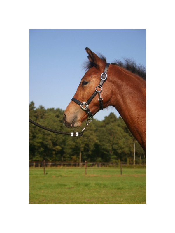 Licol Cuir Poulain Horka