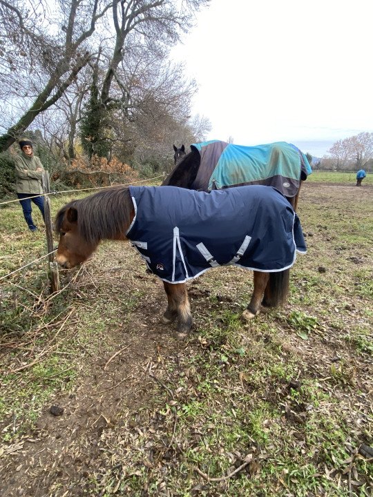 Promo Couverture High Neck 200 g 1200 D Winnipeg Poney Shet Mini Shet