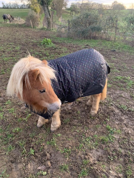 Couverture Imperméable Spot 100 G Mini Shet Poney 75 - 115