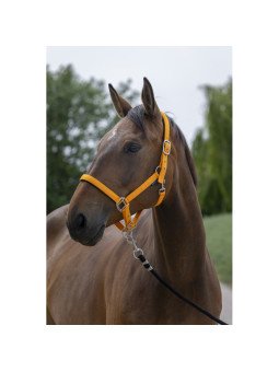 Licol Satiné Norton Shet Poney Cheval