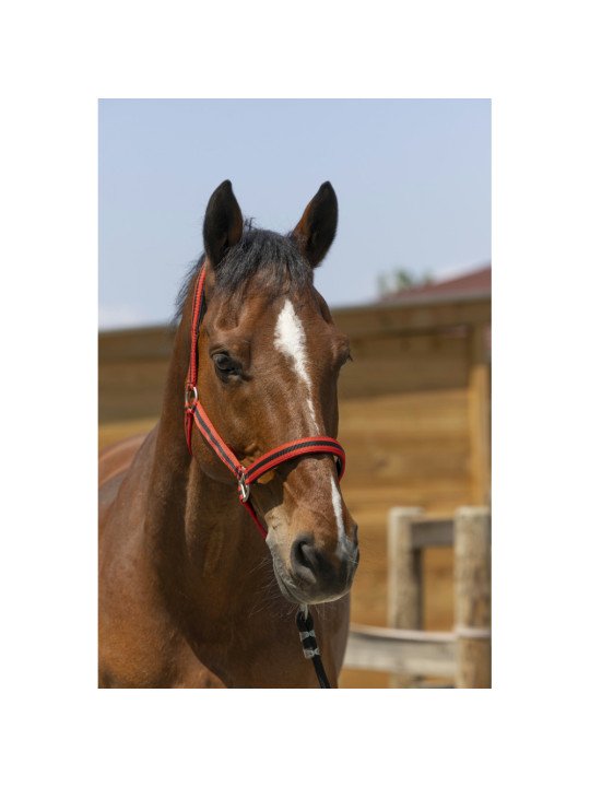 Licol Satiné Norton Shet Poney Cheval