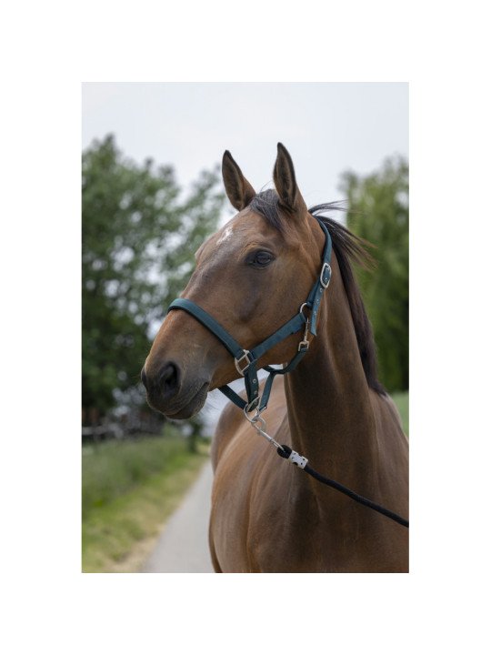 Licol Satiné Norton Shet Poney Cheval