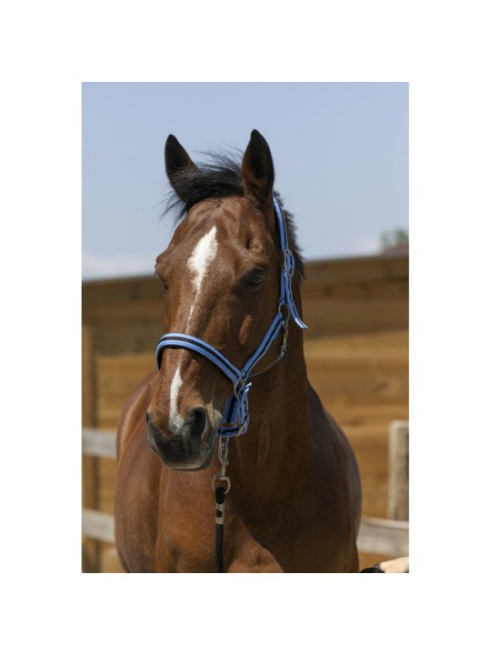 Licol Satiné Norton Shet Poney Cheval