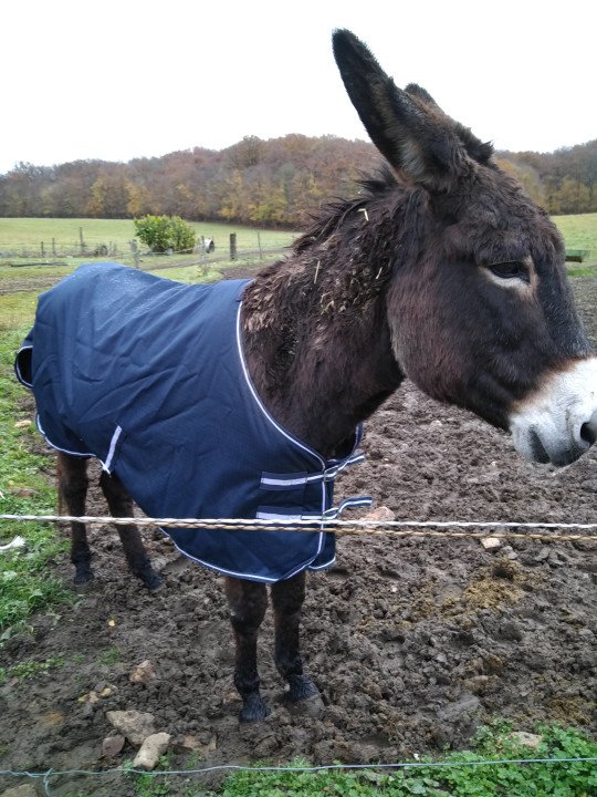 Promo Couverture D'Extérieur Shet Poney 250 G Economic105 Promo Couverture D'Extérieur Shet Poney 250 G Economic105