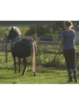 Longues Rênes Toile Mini Shetland