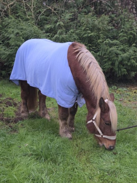 Promo Couverture Séchante Polaire Big Horse 165 XL