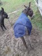 Couverture Imperméable 150 g Poney Shet et Mini 1200 D