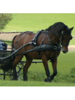 Harnais ZGB Zilco En simple Cheval de Trait