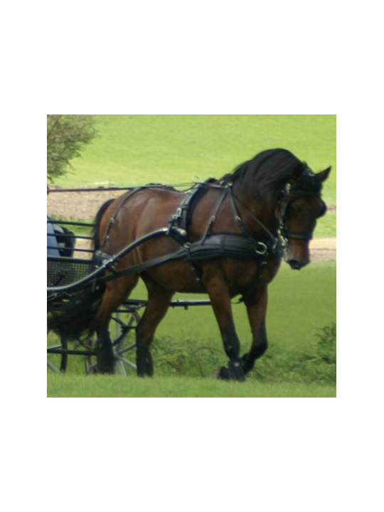 Harnais ZGB Zilco En simple Cheval de Trait