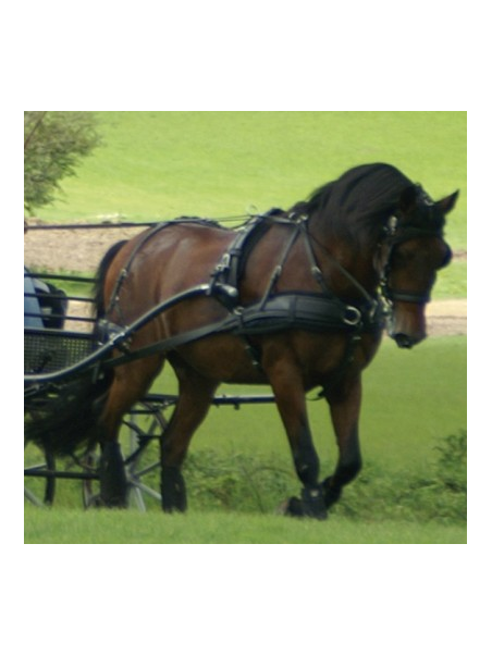 Harnais ZGB Zilco En simple Cheval de Trait