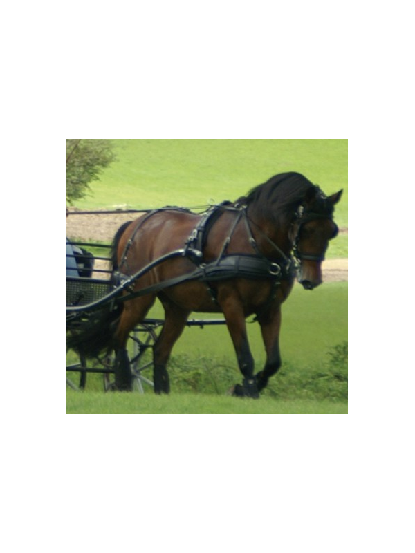 Harnais ZGB Zilco En simple Cheval de Trait