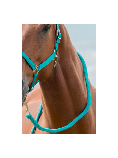Licol Longe XL Grand Cheval Petit Trait Turquoise