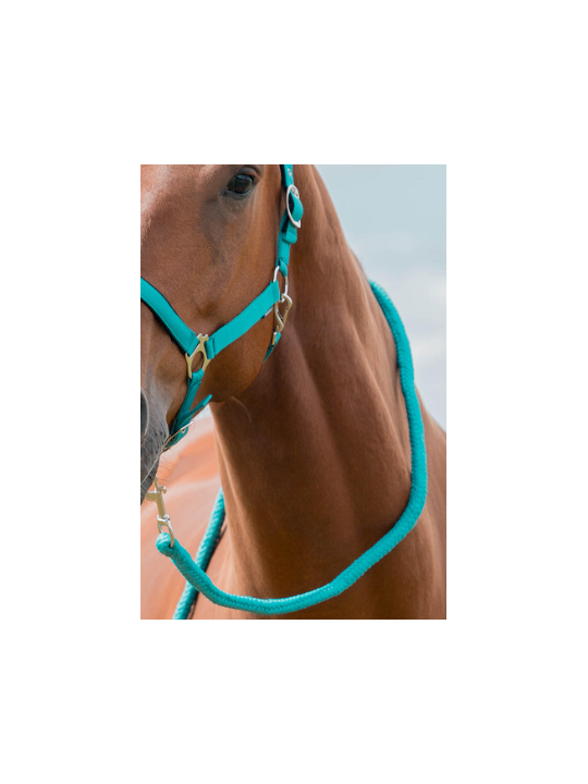 Licol Longe XL Grand Cheval Petit Trait Turquoise