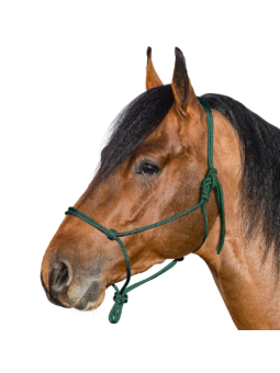 Licol Ethologique Cheval De Trait