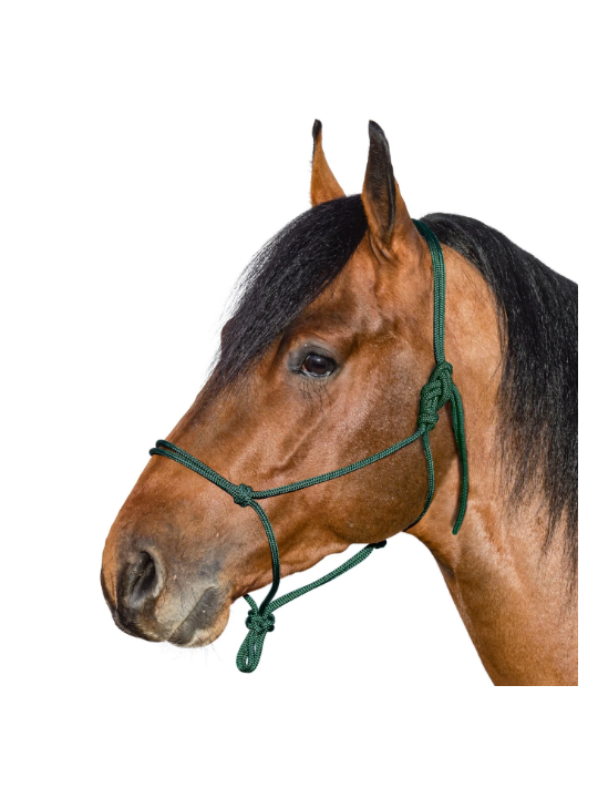 Licol Ethologique Cheval De Trait