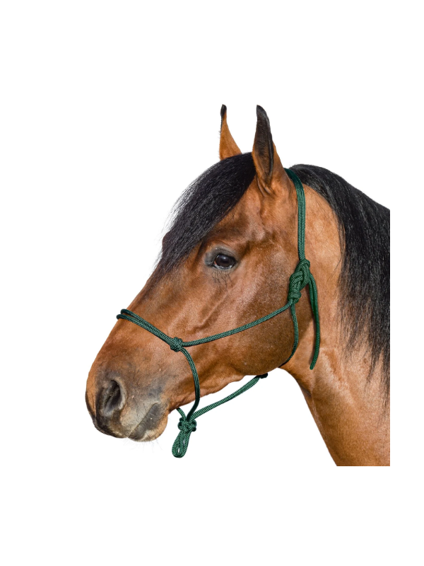 Licol Ethologique Cheval De Trait