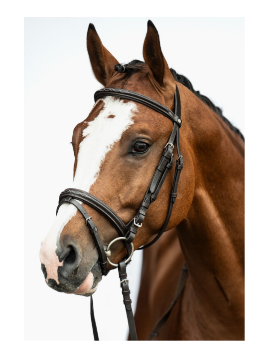 Bridon Cuir Trait Jana XL