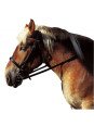 BRIDON CORTINA CHEVAL DE TRAIT