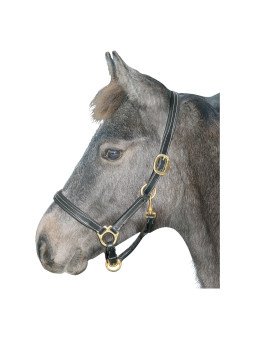 LICOL CUIR FOAL SHET WELSH