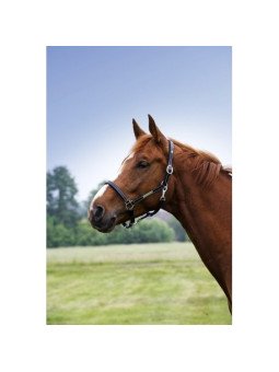 LICOL NORTON GROOMING