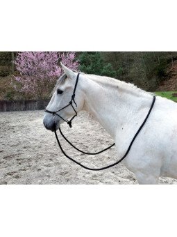 LICOL ETHOLOGIQUE AVEC RENES